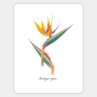 Colorful Bird of Paradise Magnet